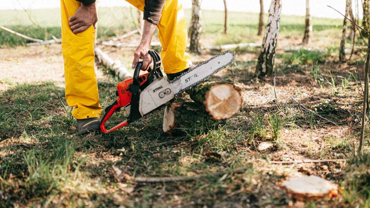 Dead Tree Removal in Jennings, MO